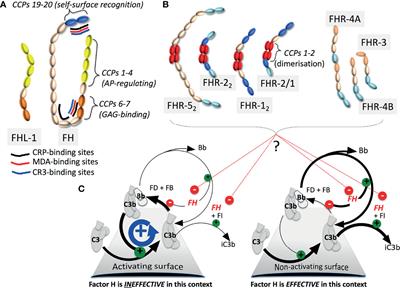 Editorial: Function and Dysfunction of Complement Factor H